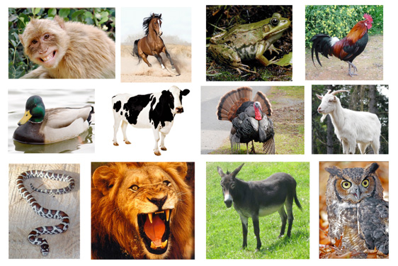 Dr. Doomlittle's Animal Gallery